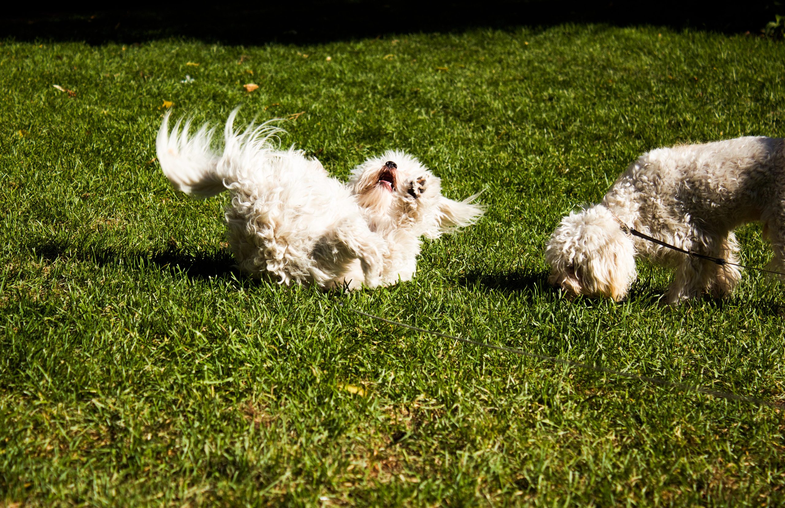 white dogs rolling on grass
