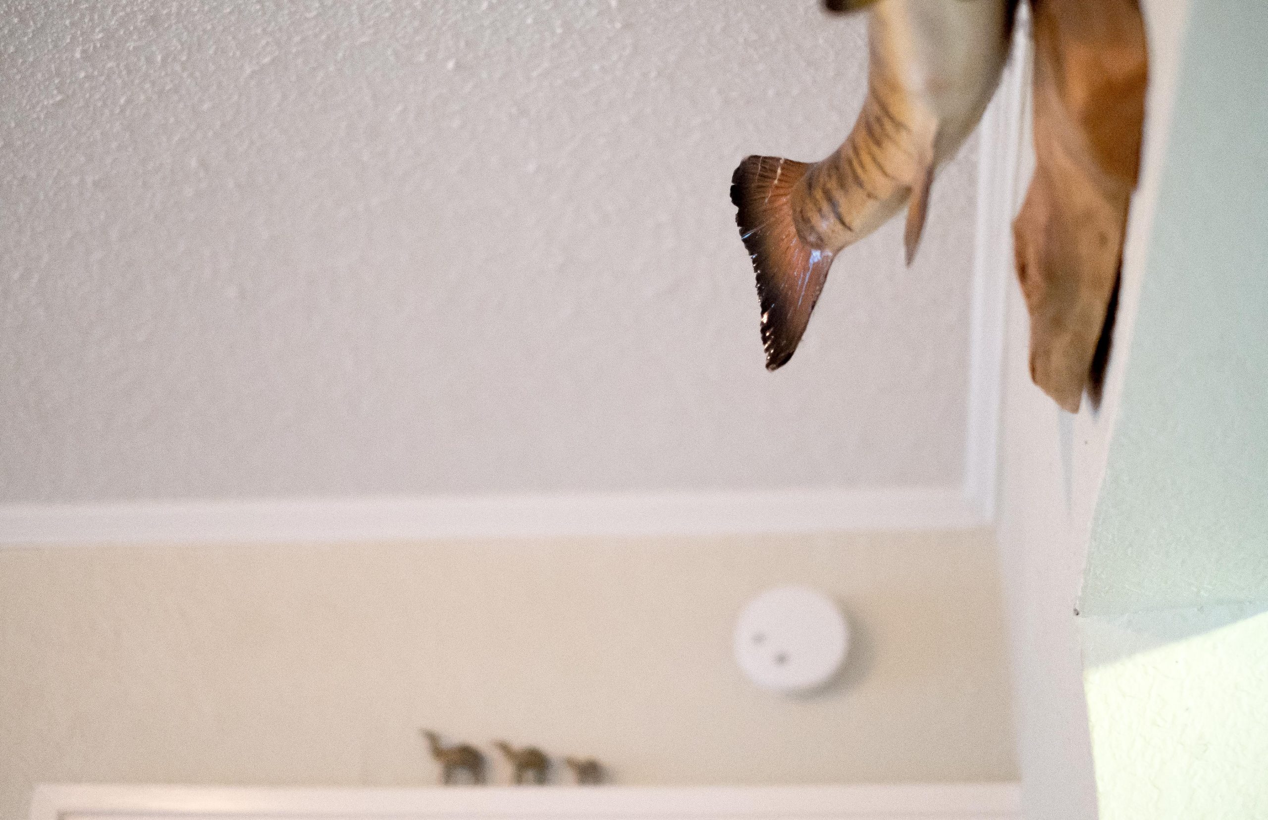 Media Manager fish mounted on wall camels fish mounted on wall camels