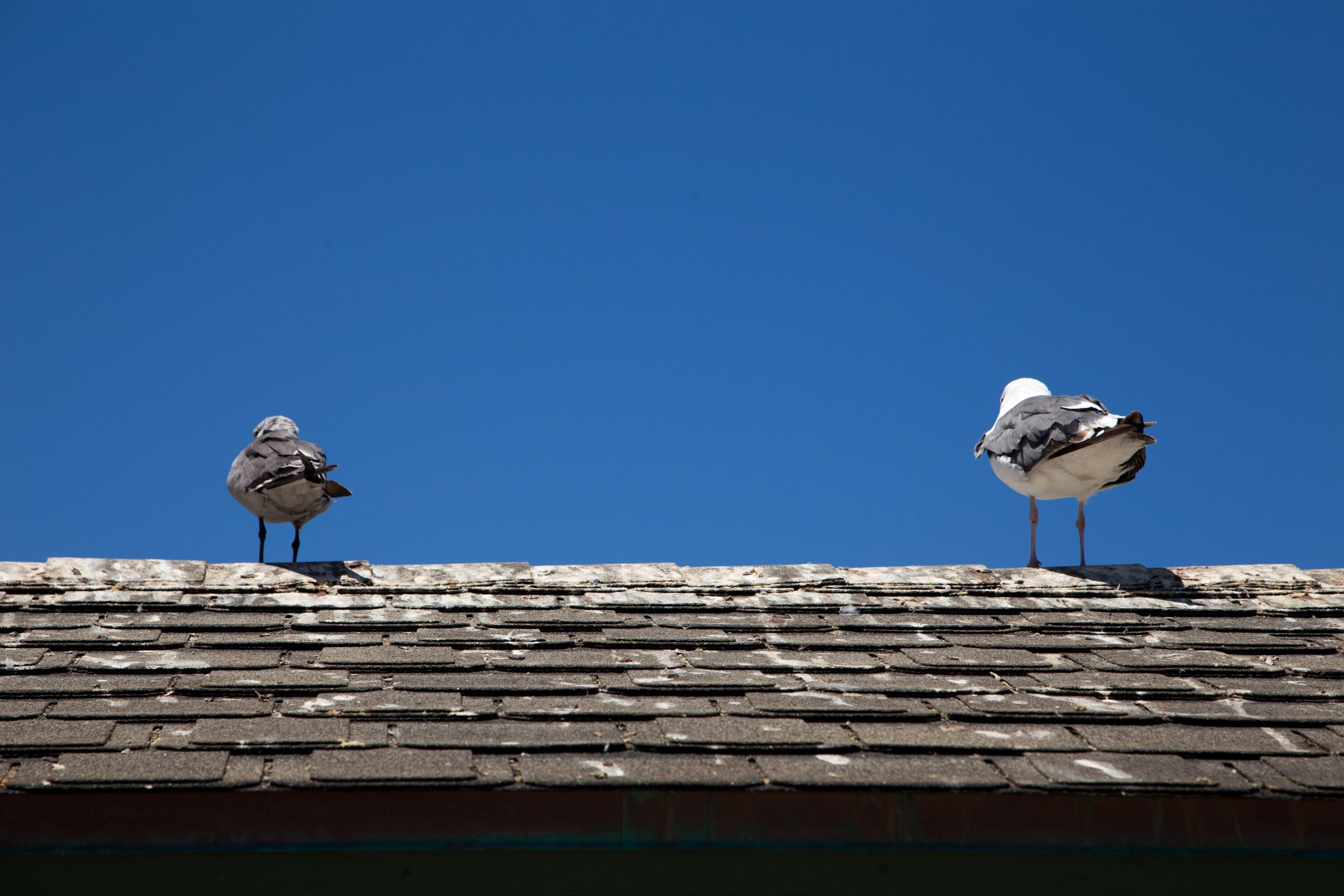 Pigeons on rooftop