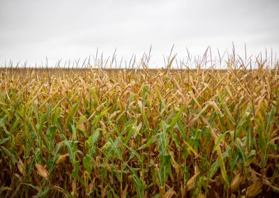 October 1, 2019: MN DEED, Marshall